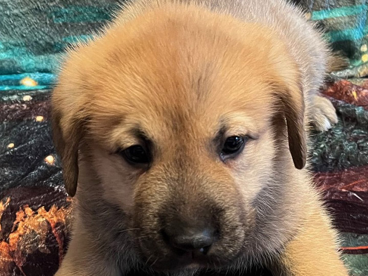 chinook puppy